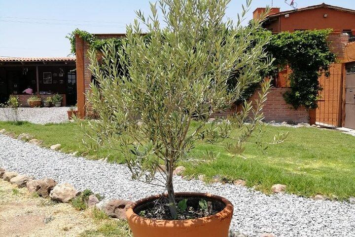 Morning Tour and Olive product tasting