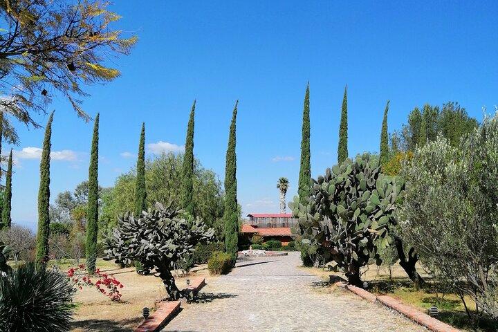 Morning Tour and Olive product tasting