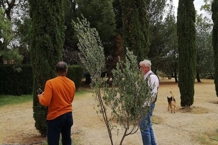 Morning Tour and Olive product tasting