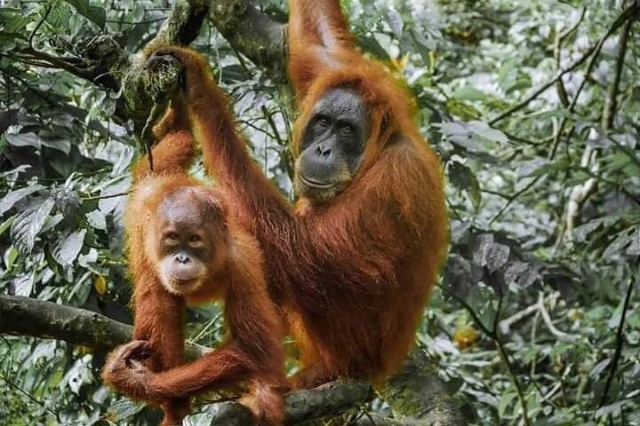 Bukit Lawang Full Day Private Jungle Trekking To See Orangutans