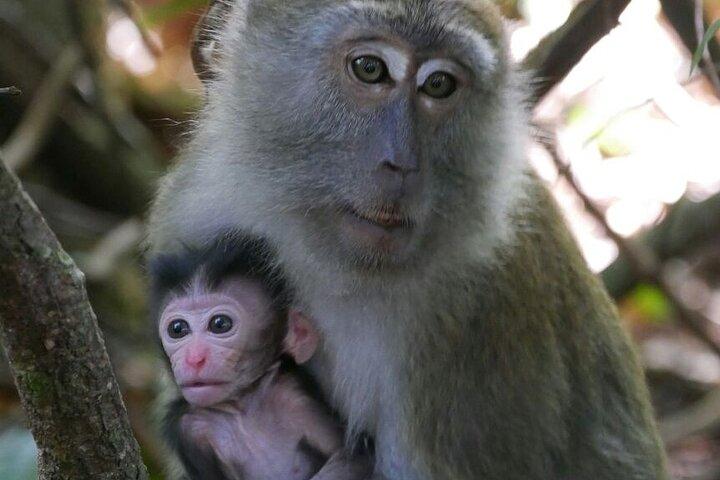 Bukit Lawang Full Day Private Jungle Trekking To See Orangutans