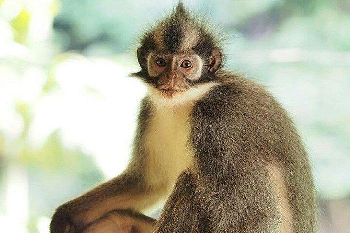 Bukit Lawang Full Day Private Jungle Trekking To See Orangutans
