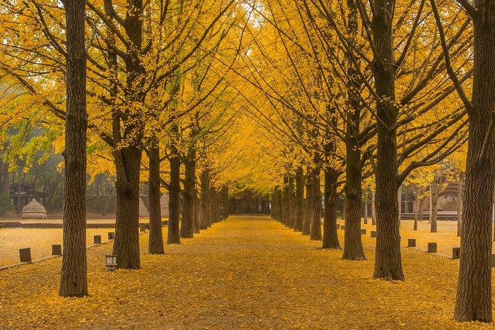 VIP Private Nami Island & Petite France & Garden of morning calm