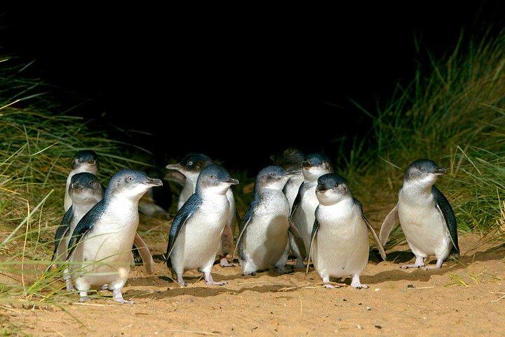 Phillip Island Penguin Parade & Wildlife Tour from Melbourne