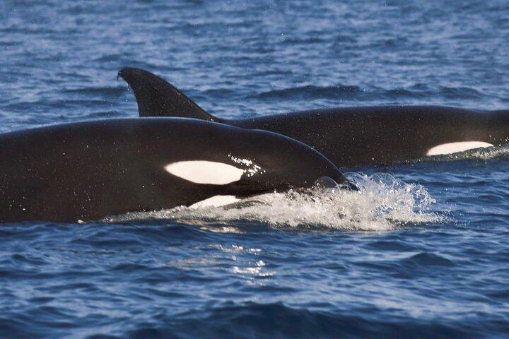 Snorkeling Open Ocean Wildlife Safari in Los Cabos with Photos Included