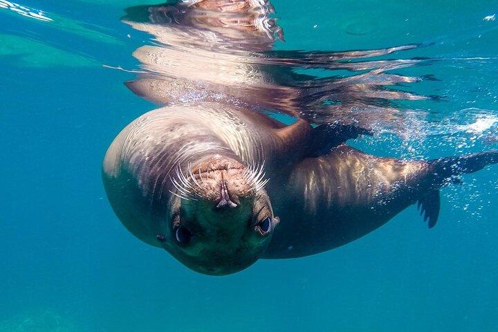 Snorkeling Open Ocean Wildlife Safari in Los Cabos with Photos Included