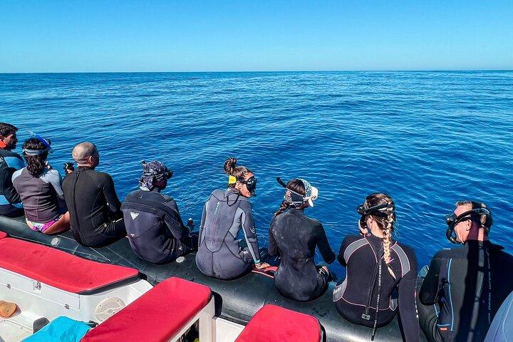 Snorkeling Open Ocean Wildlife Safari in Los Cabos with Photos Included