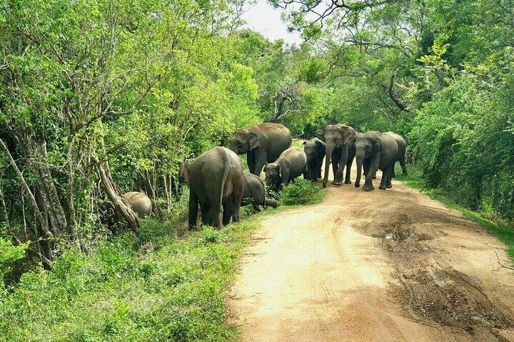 Sri Lanka Tour with Chauffeur Guide (Driver Guide in Sri Lanka)