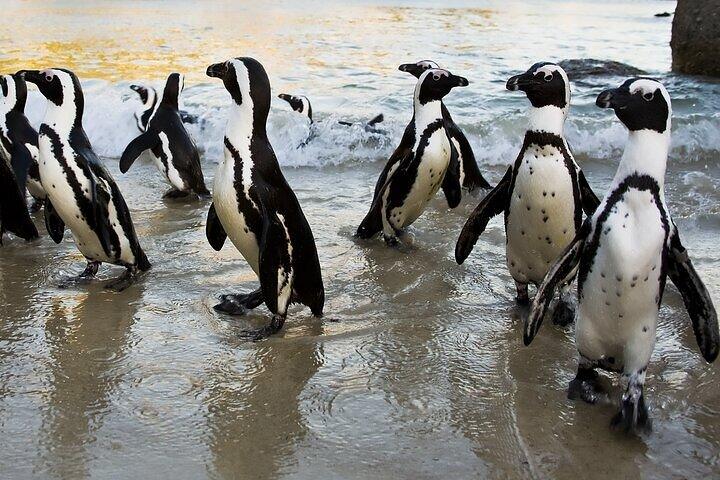 Cape Town Zipline, Penguins and Cape of Good Hope Private Tour