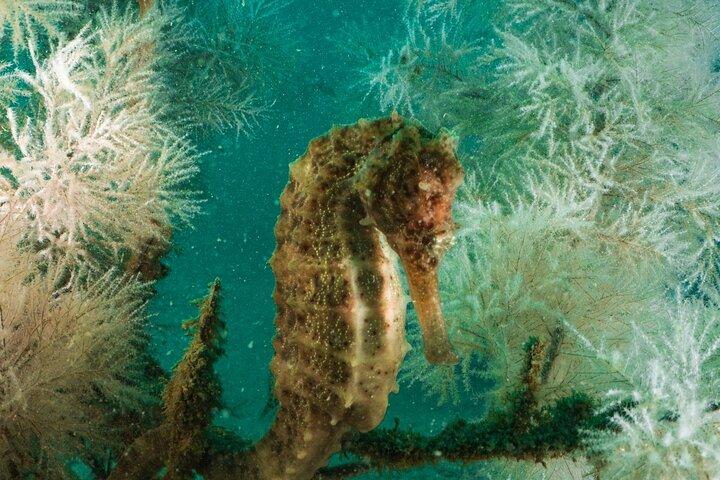 Dive trip to the coral reefs of Fujairah for certified scuba divers