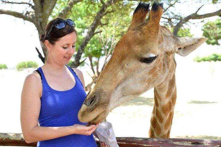 Half Day Lion Park tour from Johannesburg or Pretoria