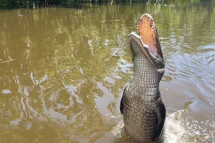 Airboat Swamp Tour