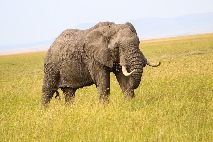Masai Mara Daily Game drives