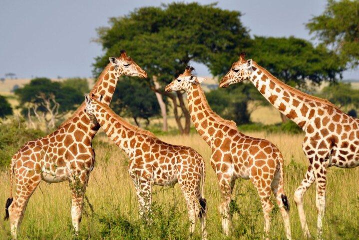 Durban: Tala Game Reserve, Natal Lion Park & Phezulu Safari