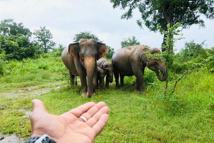 Full Day Tour to Sigiriya, Dambulla and jeep Safari from Colombo