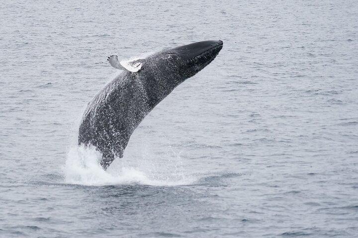 Whale Watching by RIB Speedboat from Downtown Reykjavik