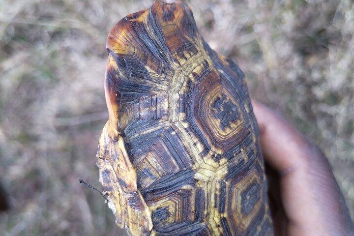 Kruger National Park Morning Walk minimum 4people