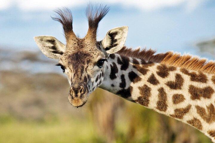 One-Day Safari Tour from Zanzibar with Lunch and Pick Up