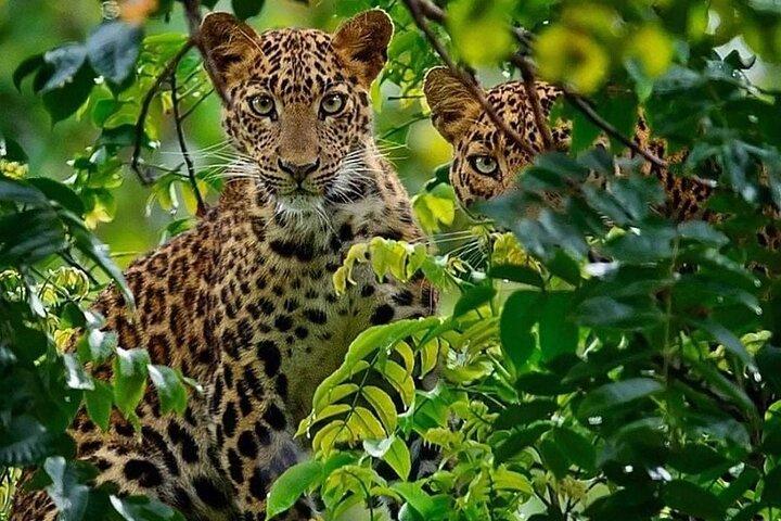 One-Day Safari Tour from Zanzibar with Lunch and Pick Up
