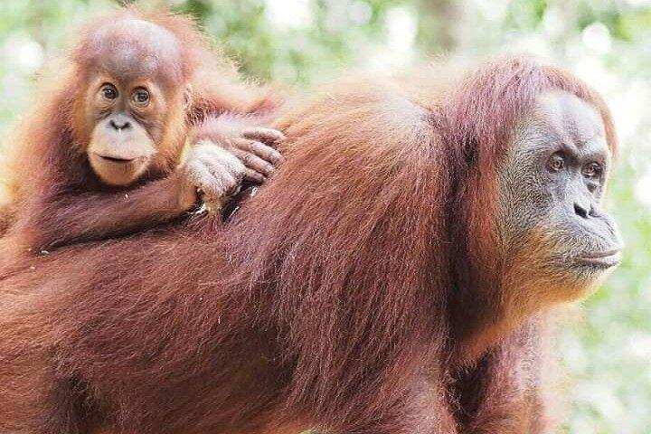 Monkey Business 3 days - 2 nights Jungle trekking (including rafting)