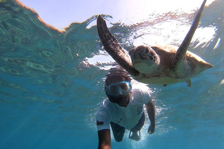 Cruises to Daymaniyat & Snorkeling
