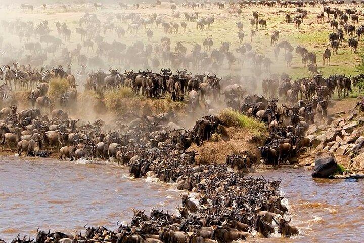 Unbelievable Trip To The Great Migration And River Crossing