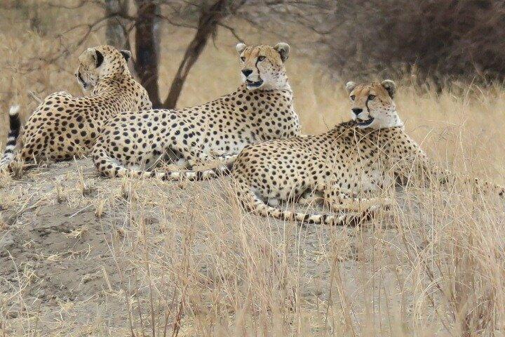 Unbelievable Trip To The Great Migration And River Crossing