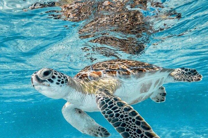Bali Blue Lagoon Snorkeling with Optional Tour & Activities