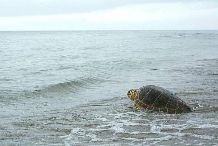 Sal Island Sea Turtle Watching Eco-Tour with Native Guide