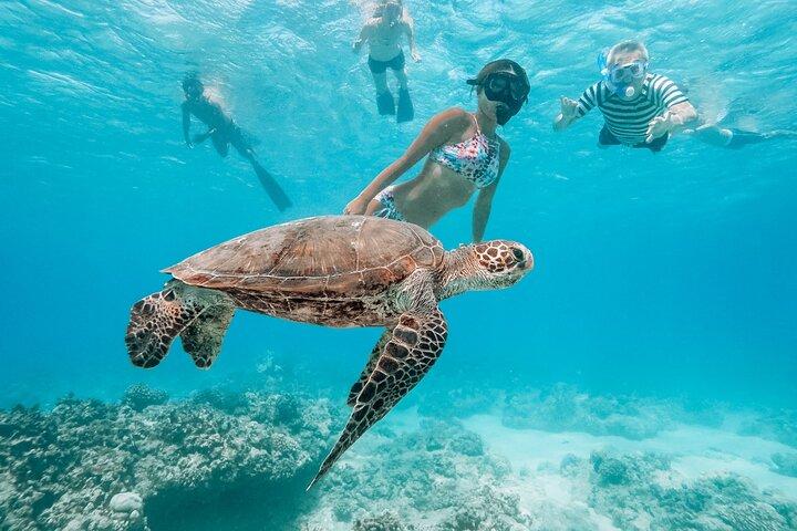 Snorkeling with Sea Turtles in Waikiki Hawaii Boat Tour