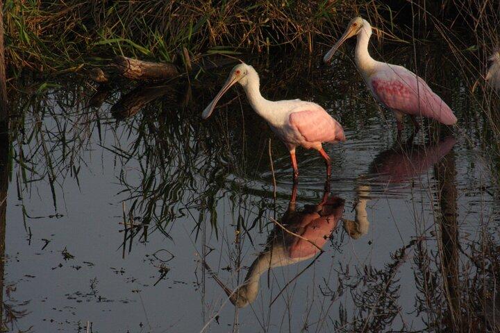 Everglades Day Safari from Miami