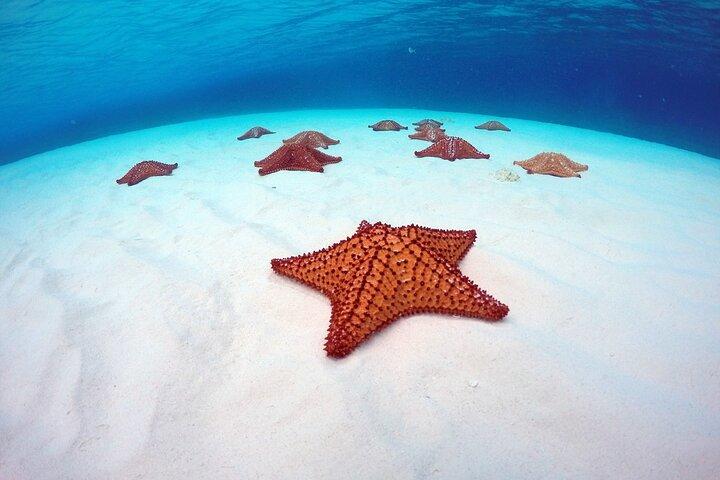 Cozumel Catamaran Snorkel Tour: El Cielo & Palancar with lunch