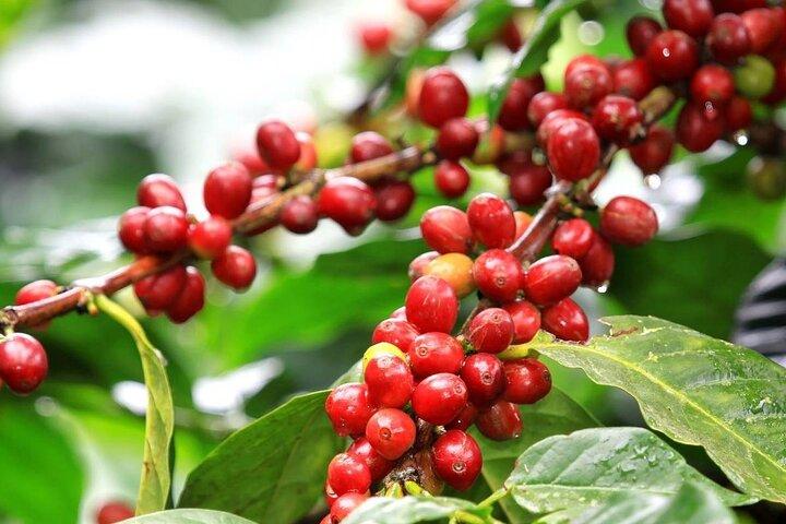 Coffee Factory Private tour from Nairobi.