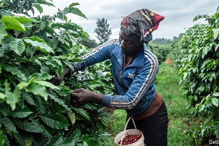 Coffee Factory Private tour from Nairobi.