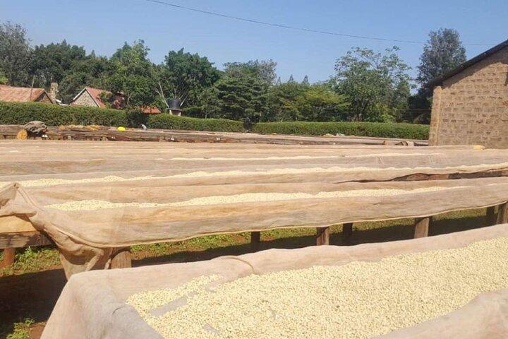 Coffee Factory Private tour from Nairobi.