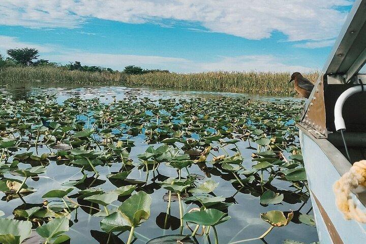 Everglades Tour with professional Tourguide inclusive pickup