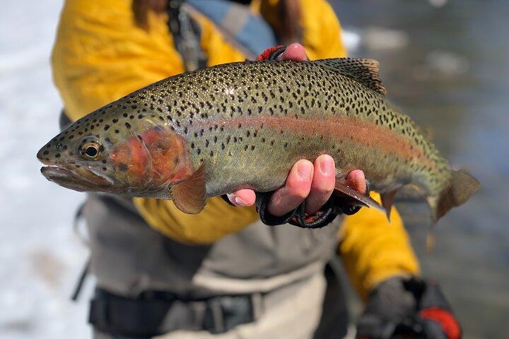 Half Day Walk and Wade Fly Fishing Trip