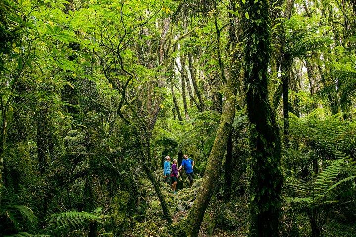 Fox Glacier Nature Tour
