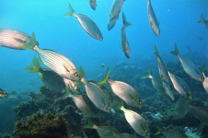 Terceira Azores: Scuba-Double dive Trip(certified Divers)