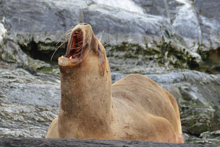 Peninsula de Valdes - Puerto Madryn **(Shared tour for cruises)**