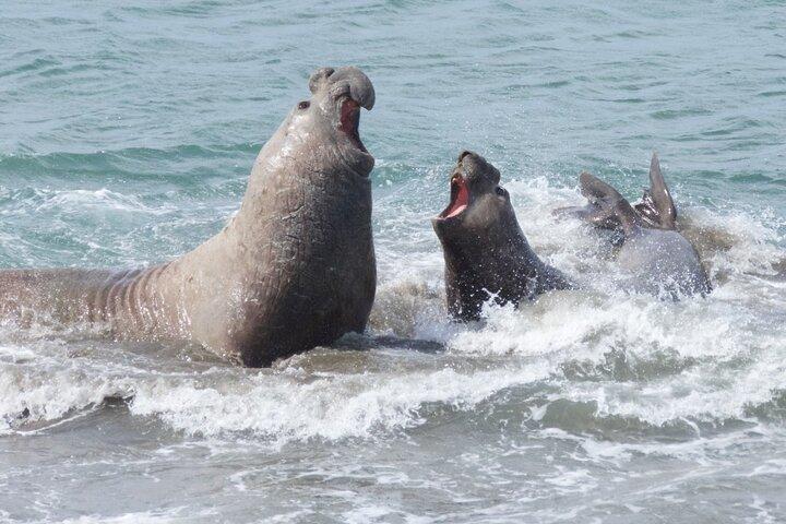 Peninsula de Valdes - Puerto Madryn **(Shared tour for cruises)**