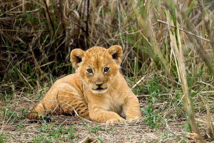 4 Days Safari in Tanzania