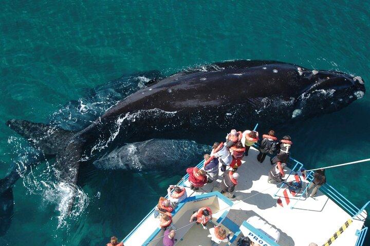 Puerto Madryn: Peninsula Valdes National Park Day Trip