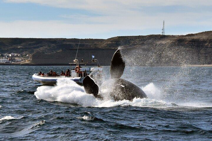 Puerto Madryn: Peninsula Valdes National Park Day Trip
