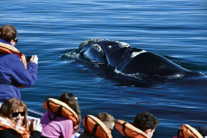 Puerto Madryn: Peninsula Valdes National Park Day Trip