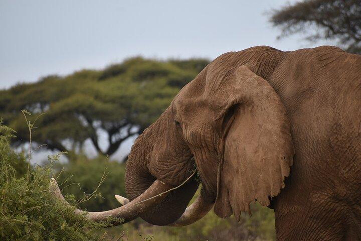 6 Days Kenya Standard Lodges Safari 2026/27