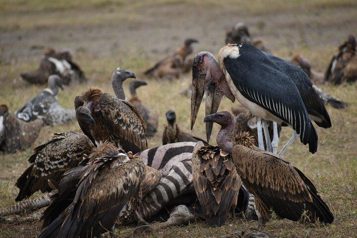 13 Days Best of Kenya and Tanzania Budget Safari