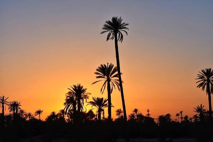 Marrakech Palmeraie Tour with 1 Hour Camel Ride