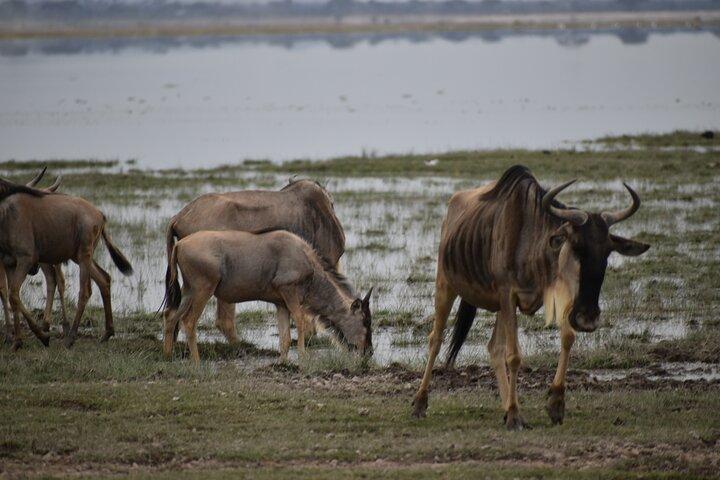 13 Days Best of Kenya and Tanzania Budget Safari
