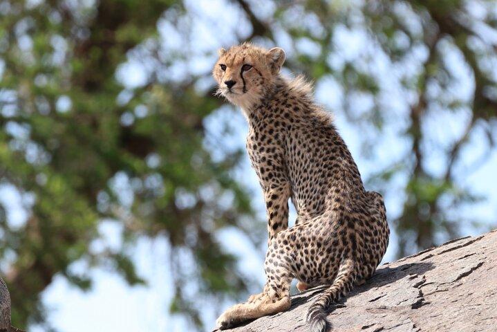Safari Kitendo Luxury Safari for July, August and September